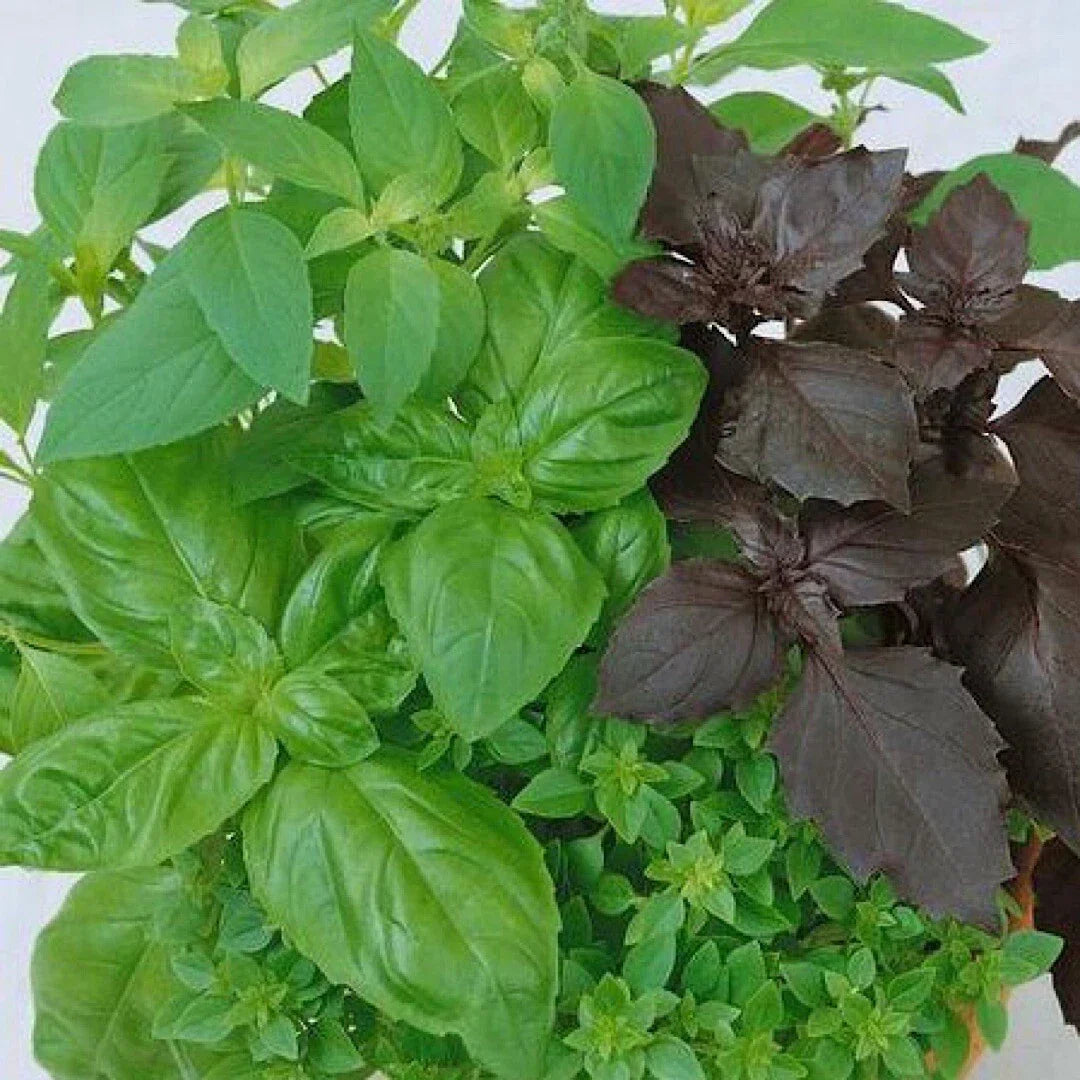 Basil Seeds Mixed 250++ Non-GMO Heirloom Culinary Blend | Ocimum basilicum | Aromatic Variety for Cooking