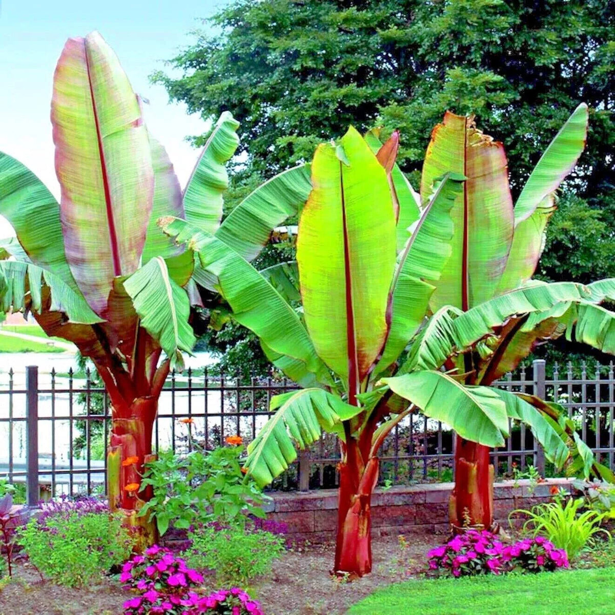 Abyssinian Banana Tree Seeds (5 Seeds) - Ensete ventricosum - Tropical Fruit, Ornamental Plant, Rare Exotic Variety