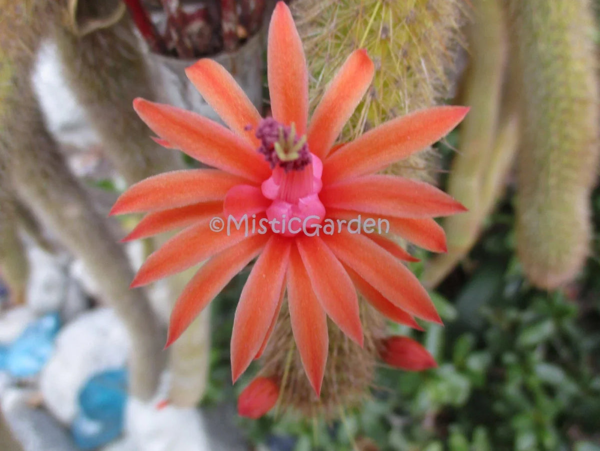 Borzicactus Cactus Plants - 2 Rooted in 1 Pot, Unique Cactus Variety, Borzicactus spp., Perfect for Indoor/Outdoor Decor