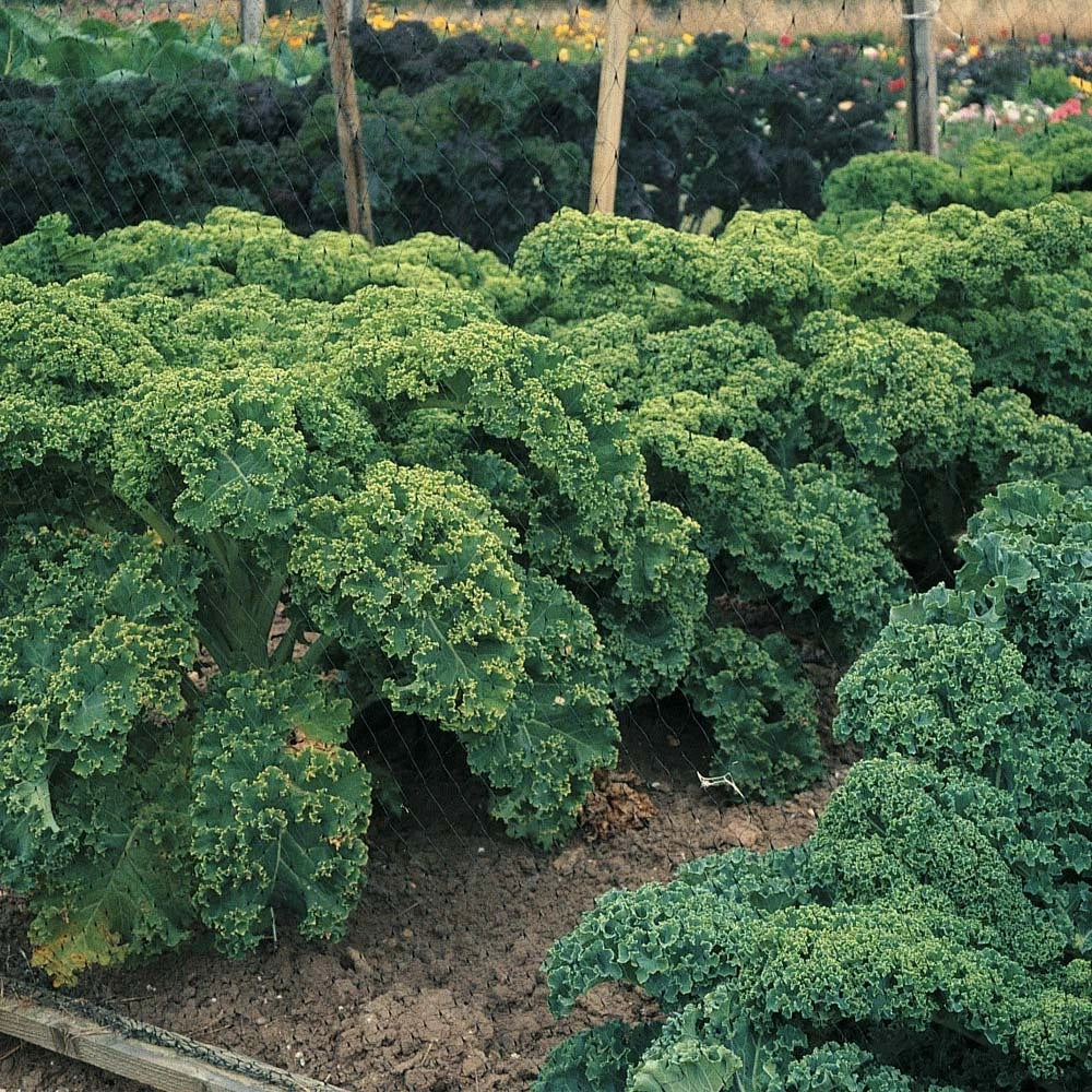 Dwarf Blue Curled Scotch Kale Seeds - Non-GMO Organic Heirloom - Brassica oleracea - 100 Seeds for Home Gardening