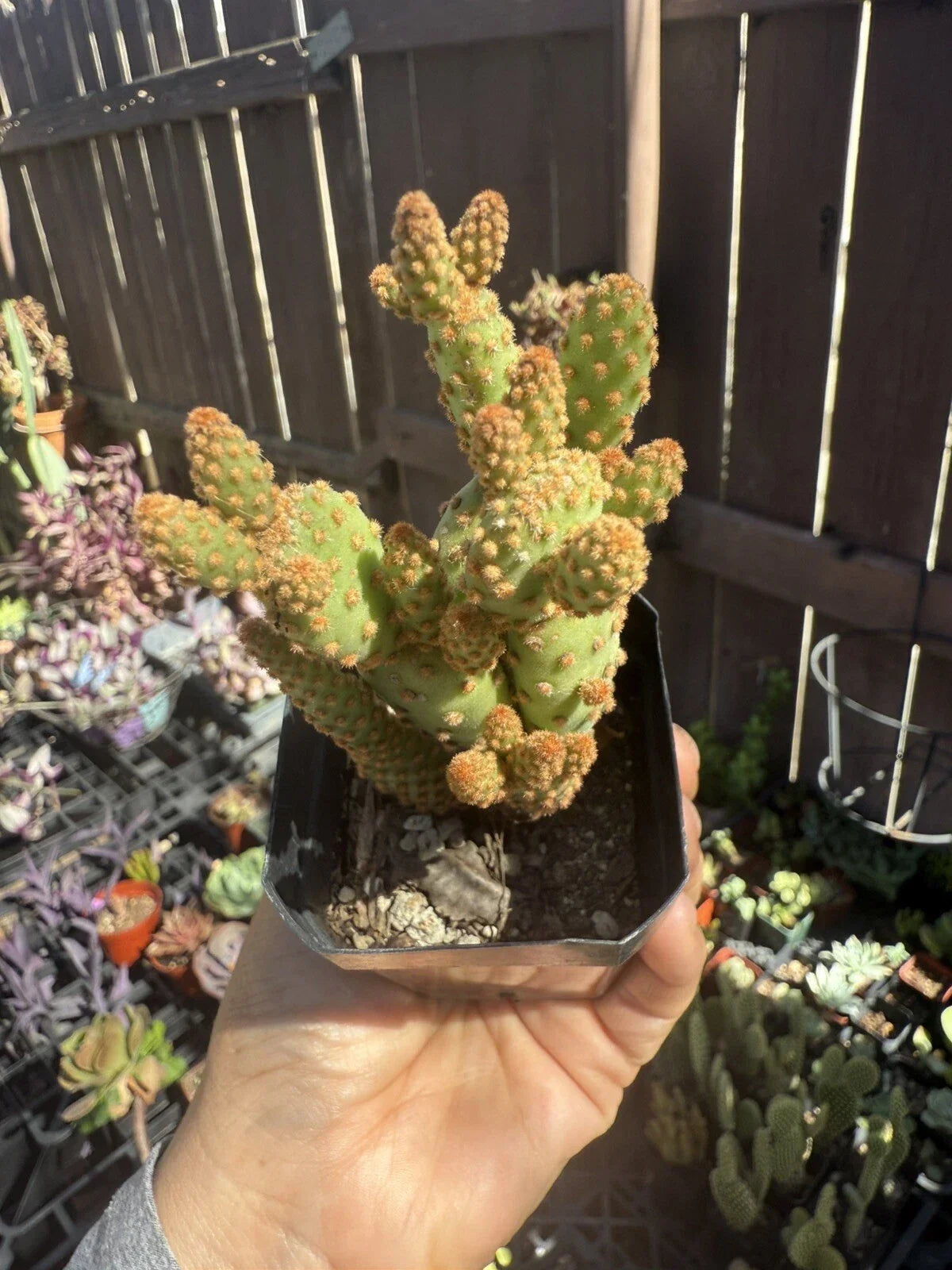 Mini Cinnamon Cactus Plant - Small Succulent - Opuntia rufida minima - Unique Desert Decor for Home & Garden
