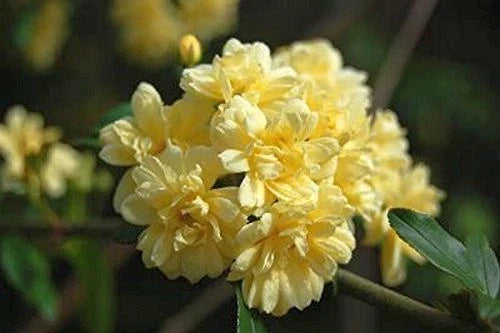Lady Banks Climbing Rose Bush Plant - Yellow Flowers - Heirloom Variety - Rosa banksiae - 1-Gallon Pot