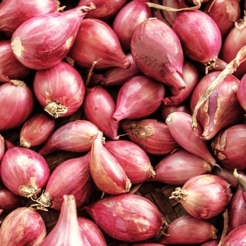 Nero Shallot Bulbs | Gourmet Onion Sets | Allium ascalonicum | Easy to Grow for Culinary Use