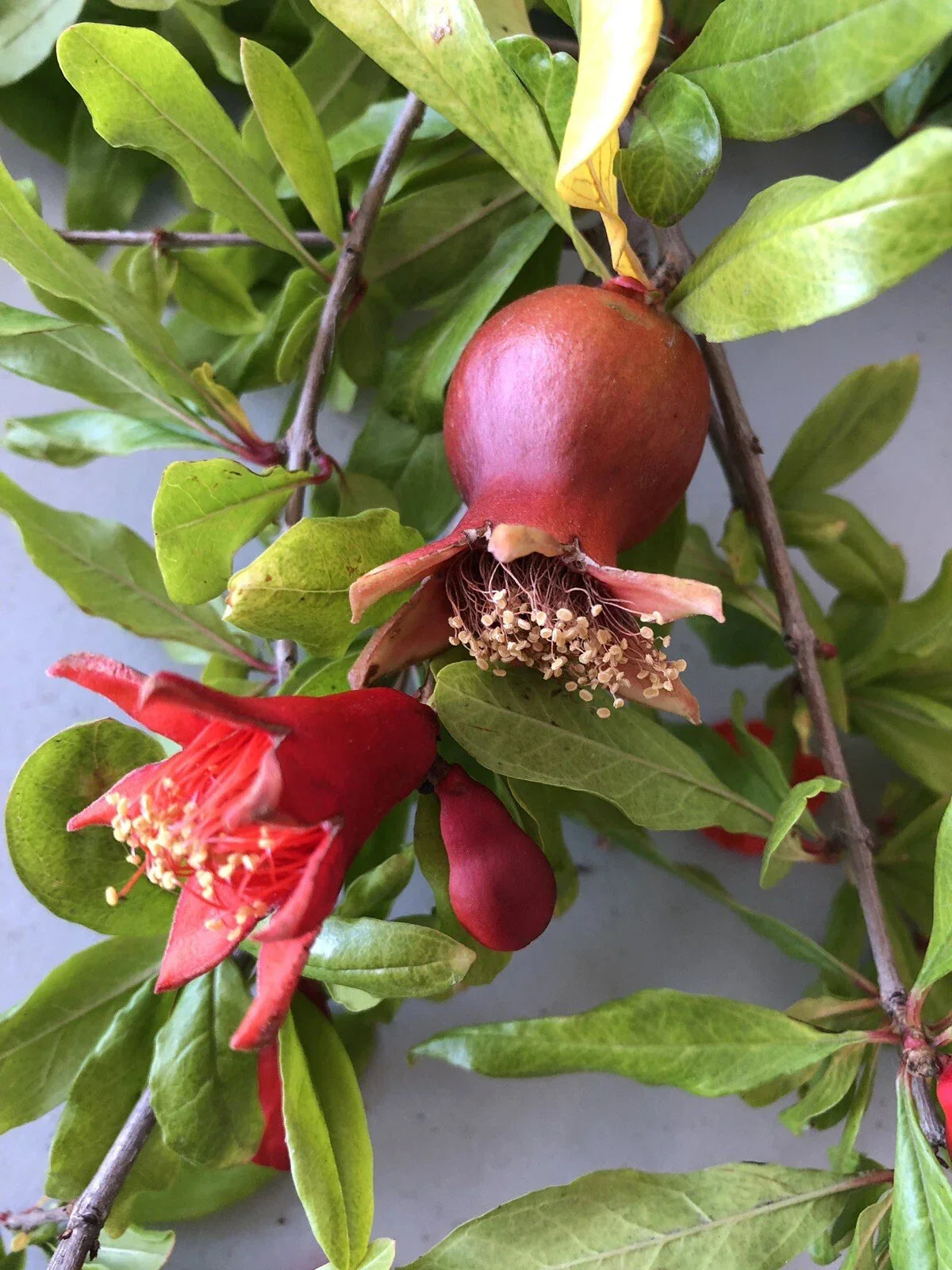 Pomegranate Cuttings 100 Pieces Wonderful Variety Punica granatum Perfect for Propagation and Gardening