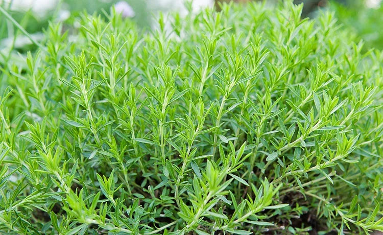 Russian Tarragon Herb Seeds - 100 Count Packet - Perennial Aromatic - Artemisia dracunculus for Culinary Gardens