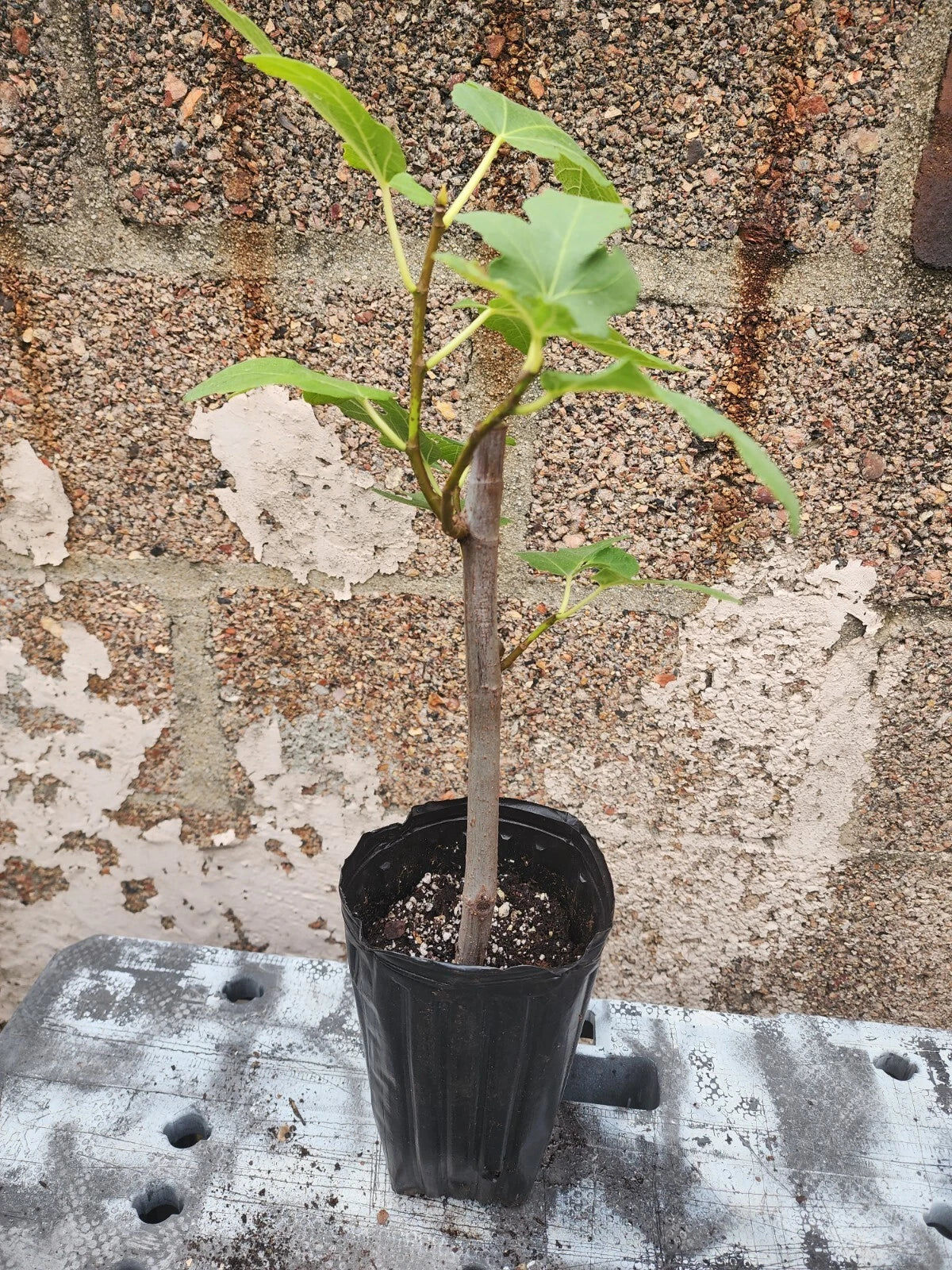 Fig Tree Plant - 1-2 Years Old Potted Ficus Carica - Indoor/Outdoor Fruit Tree for Home Gardens