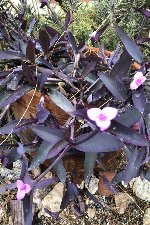 Wandering Jew Cuttings - Lot of 10 Purple Heart - Organic Tradescantia pallida - Healthy Plant Cuttings for Easy Propagation
