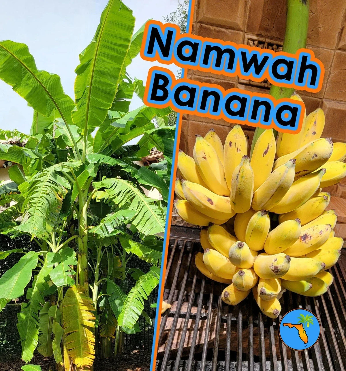 Namwah Banana Live Plant, 4-Inch Pot, Cold Hardy Edible Variety, Pisang Awak (Musa acuminata) - Fast Growing Tropical Delight