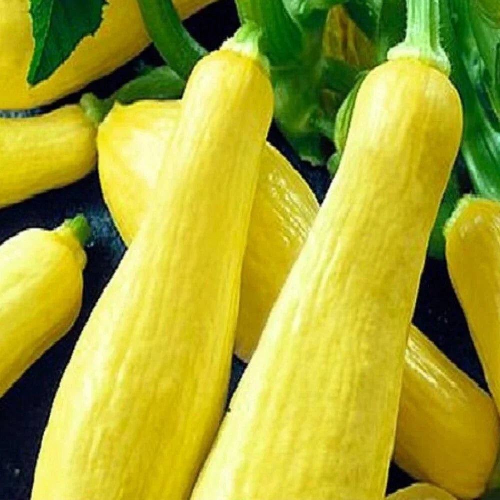 Straightneck Squash Seeds | NON-GMO Heirloom | Cucurbita pepo | Yellow Squash Seeds for Home Garden