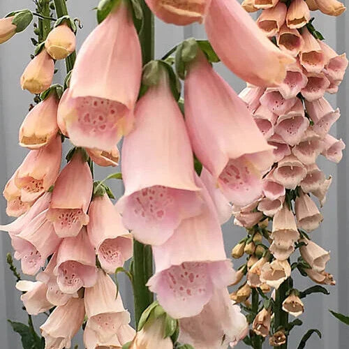 Apricot Beauty Foxglove Seeds | 200-4,000 Non-GMO Seeds | Digitalis purpurea 'Apricot Beauty' | Vibrant Summer Bloomer