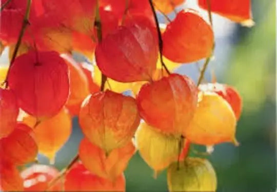 Chinese Lantern Seeds 100 Count | Physalis Alkekengi | Perennial Ground Cherry | Unique Orange-Red Husks