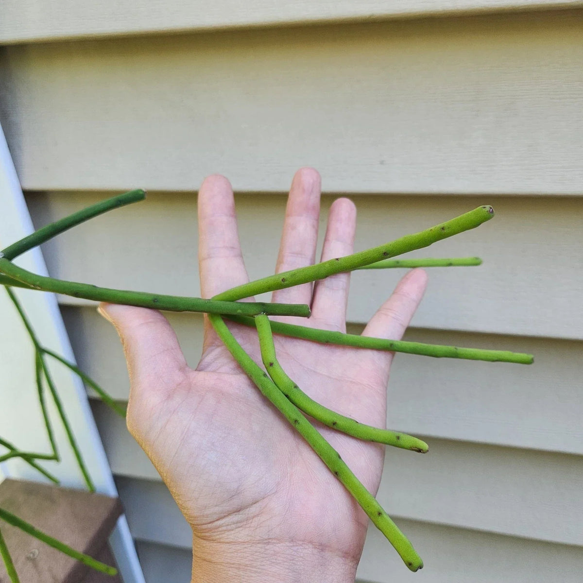 Rhipsalis Pittieri Cuttings - 6" Floccosa Variety - Tropical Cactus Succulent - Easy Care Indoor Plant - Cactaceae