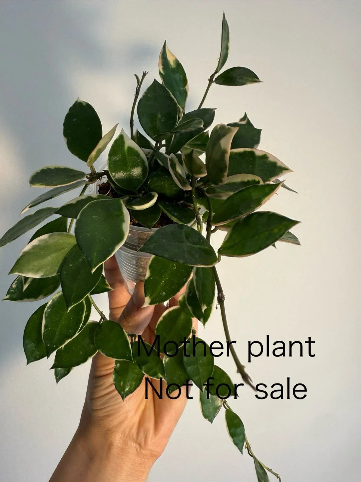 Hoya Lacunosa Asami Cutting - Unrooted One Node - Rare Variegated Indoor Plant for Propagation - Hoya lacunosa