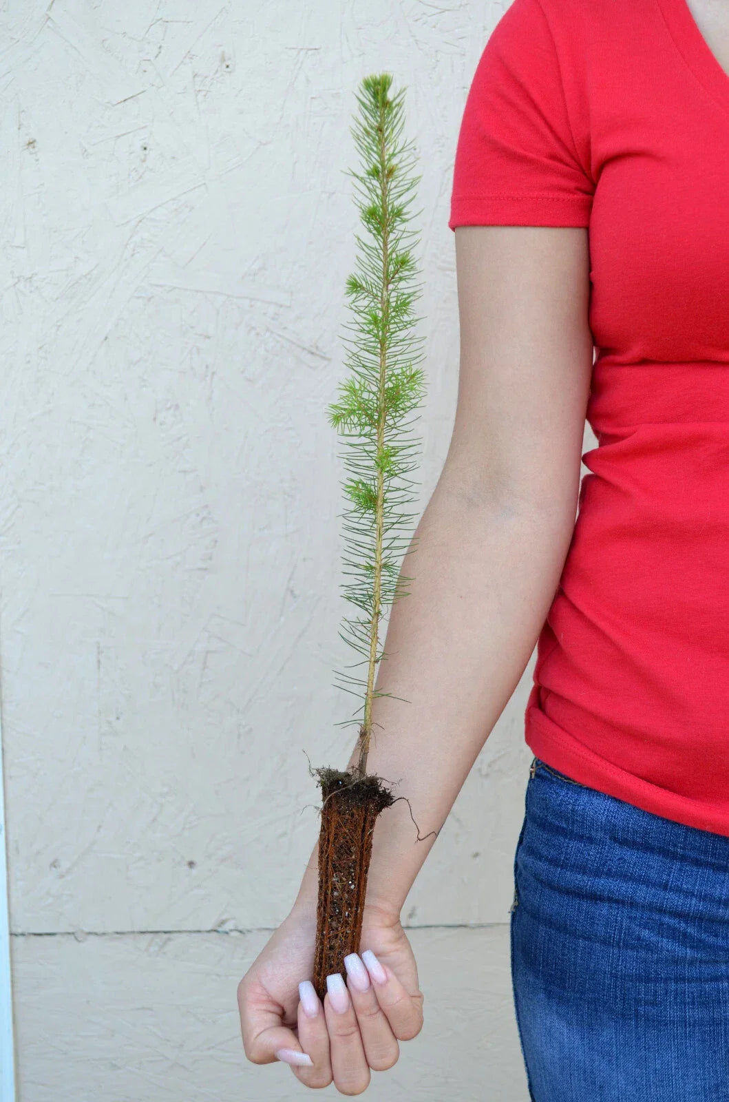 White Spruce Tree Seedling - 11 to 19 inches - Picea glauca - Ideal for Landscaping & Reforestation Projects