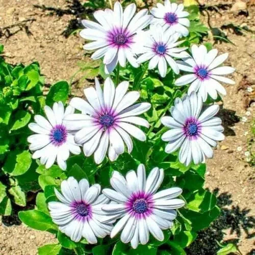 Cape Daisy Flower Seeds - 100+ Seeds - Drought Tolerant African Wildflower, Cape Marigold - Osteospermum ecklonis