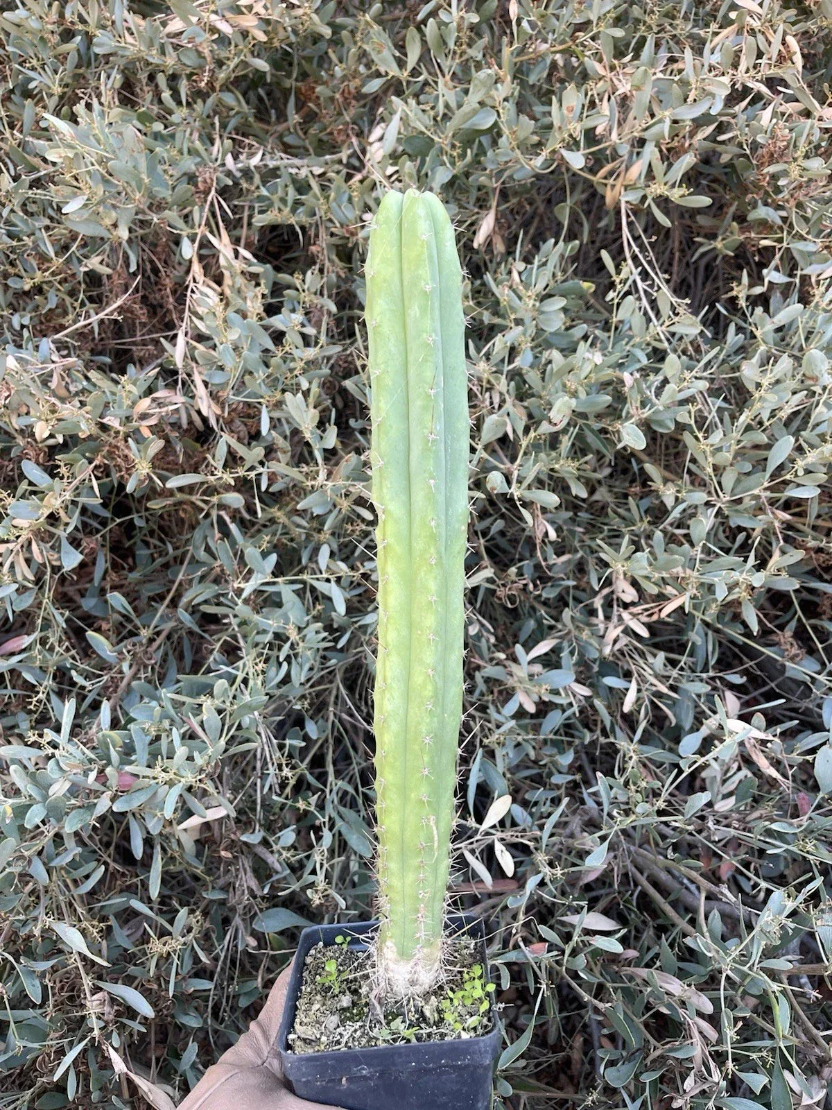 Echinopsis Cactus Hybrid Seedling - Live Rooted Plant, "Spaceship" × Desert Theater Bridge, Echinopsis spp.