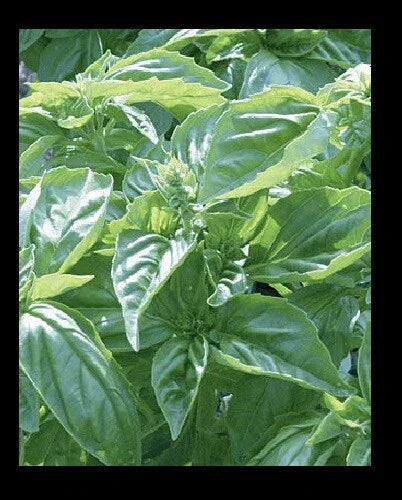 Genovese Basil Seeds - Heirloom Culinary Herb - 150 or 1000 Seeds - Ocimum basilicum for Pesto & Cooking