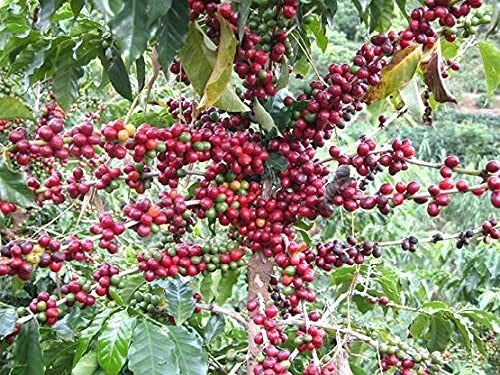 Coffee Seeds for Planting, 30 Seeds, Arabica Variety, Coffea arabica - Grow Your Own Coffee at Home