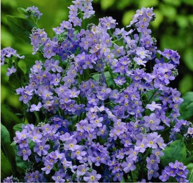 Forget Me Nots Seeds - 200 Non-GMO Ultramarine Blue - Myosotis sylvatica - Biennial Perennial for Borders & Containers