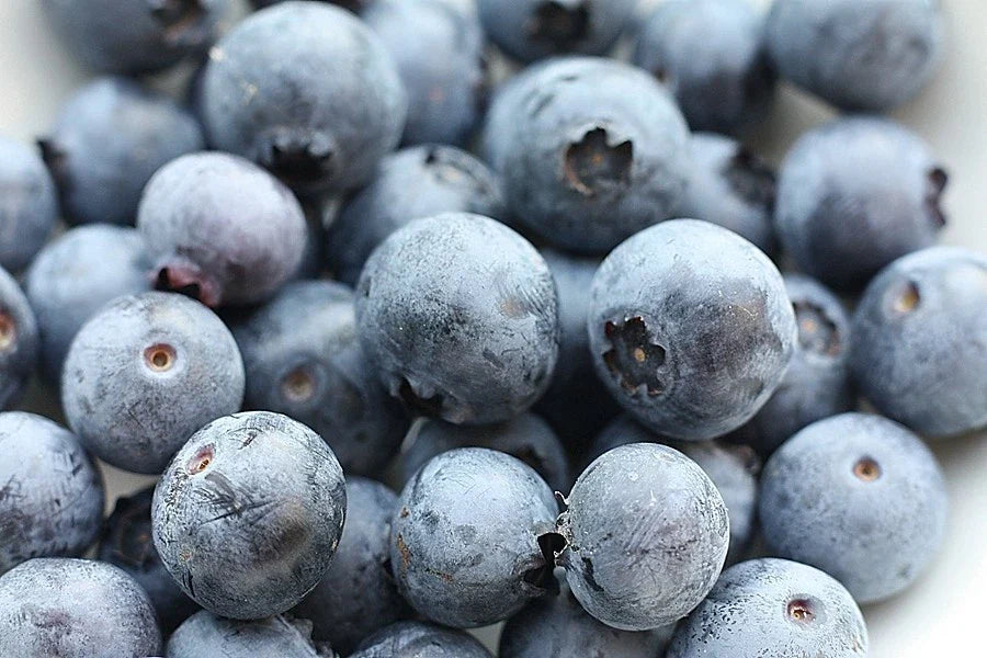 Southern Blueberry Seeds - Pack of Seeds - Evergreen Shrub - Heat Tolerant - Vaccinium ashei
