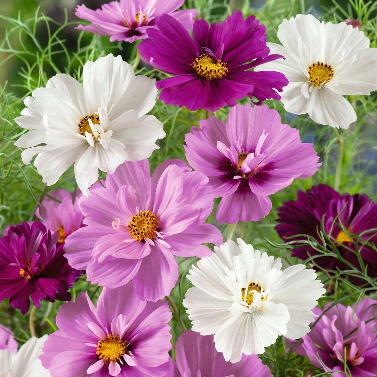 Cosmos Seeds - 200+ Psyche Mix Flower Seeds - Cosmos bipinnatus - Colorful Annual Garden Flowers - Attracts Pollinators