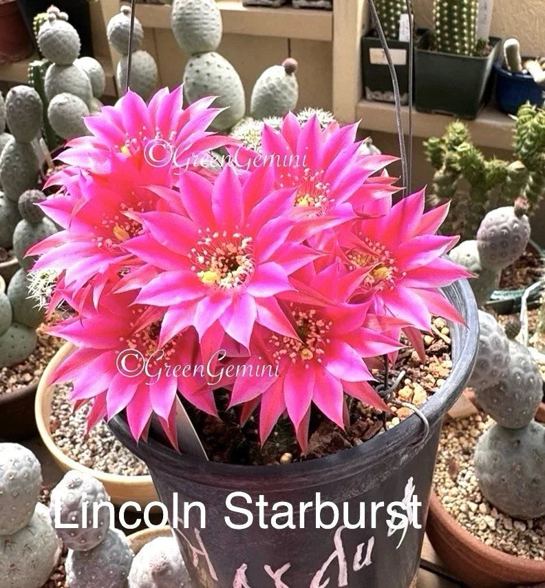 Peanut Cactus Plant - Lincoln Stardust - Rare Hybrid Succulent - Chamaecereus silvestrii x hybrid - Rooted in Biodegradable Pot