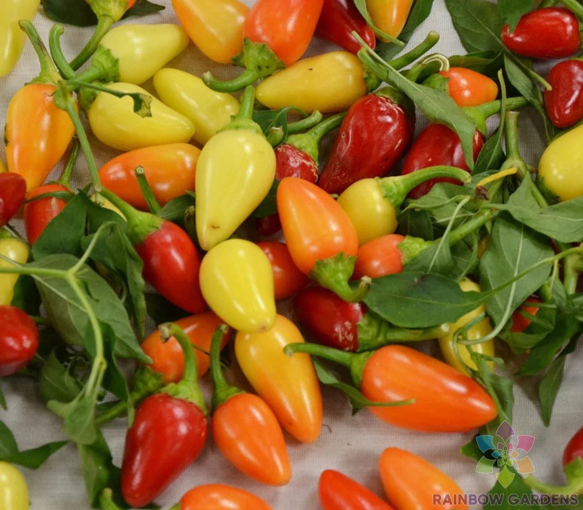 Cascabella Hot Pepper Seeds - 25+ Count - Capsicum annuum - Medium Heat - Ideal for Garden Planting - USA