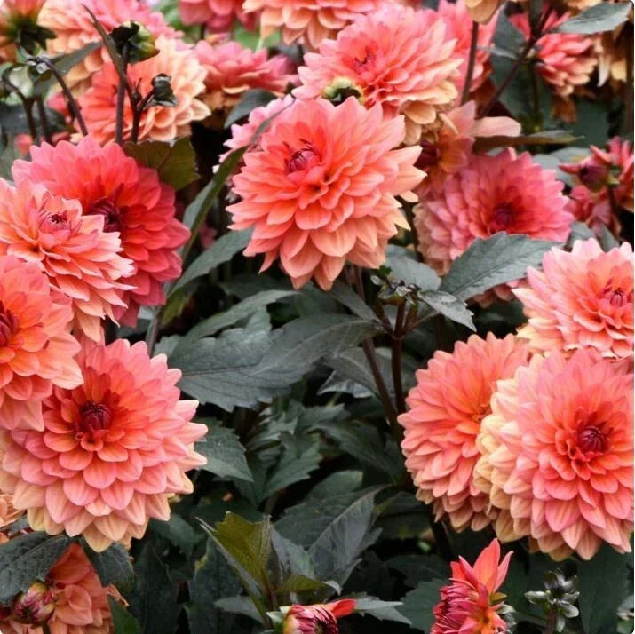 Dahlia Seeds - 35+ Non-GMO Colorful Flower Seeds for Gardening - Dahlia pinnata