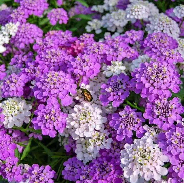 Candytuft Wildflower Seeds - White Flower Variety - Iberis umbellata - Ground Cover Plant for Gardens and Pollinators
