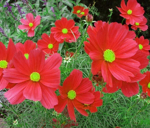 Cosmos Dazzler Seeds 100 Ct Red Flower Annual Butterfly Plant Cosmos bipinnatus - Attract Pollinators, Easy to Grow