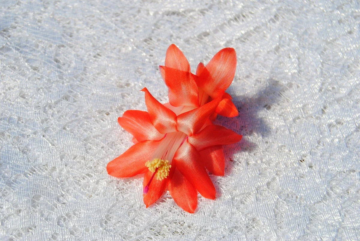 Christmas Cactus Starter Plant - Blushing Belle - Schlumbergera Truncata - Healthy Well-Rooted Indoor Plant
