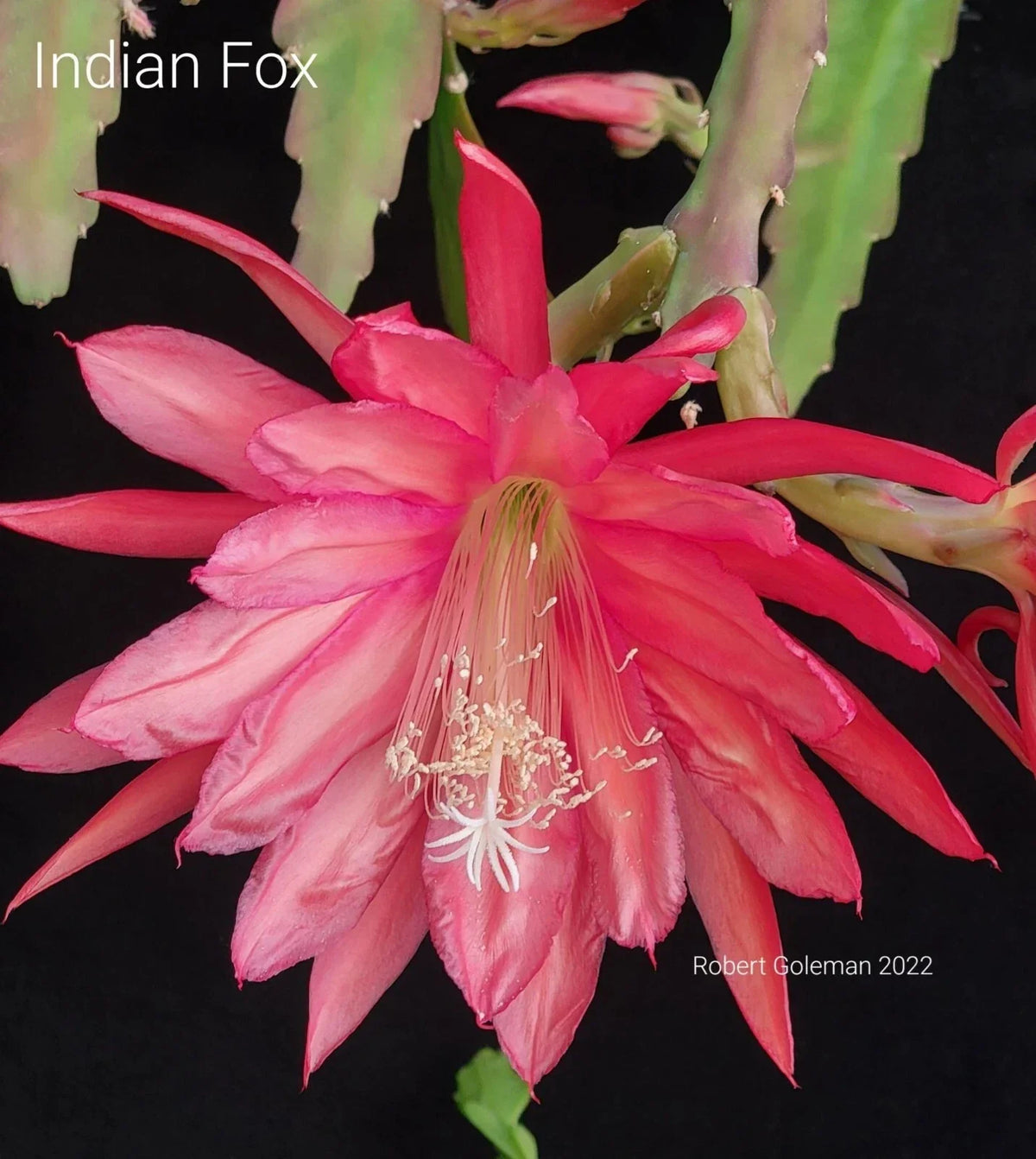 Epiphyllum 'Indian Fox' Unrooted Cutting - Rare Orchid Cactus - Exotic Houseplant for Propagation - Epiphyllum oxypetalum