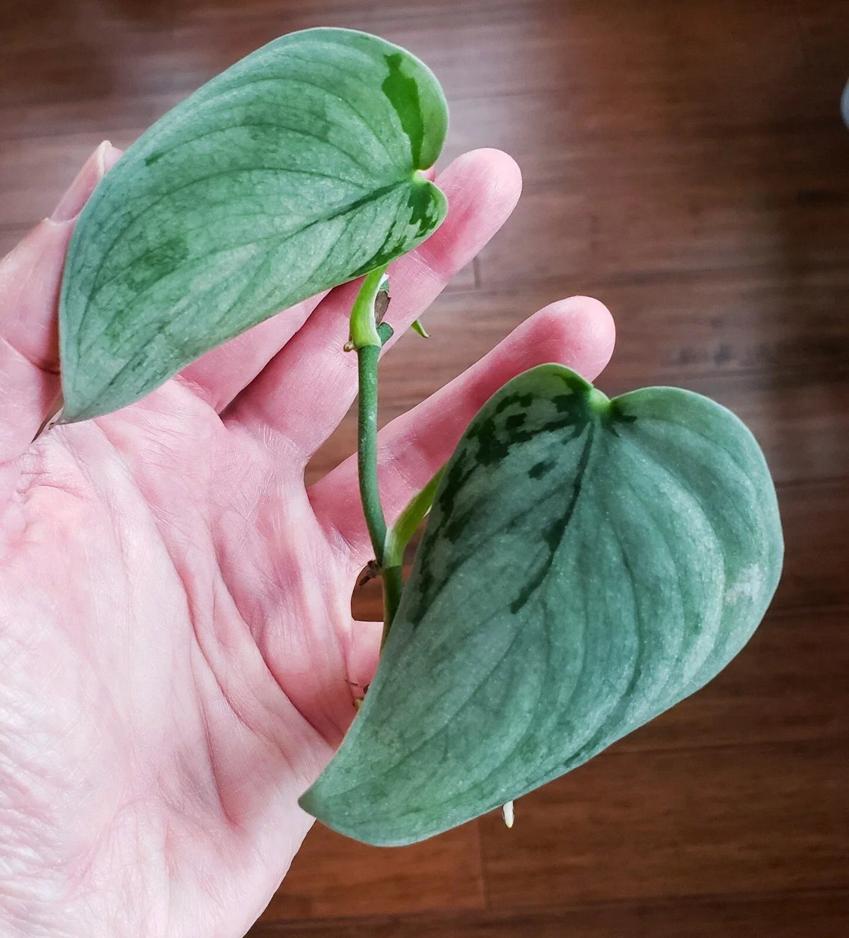 Rooted Top Cut Scindapsus Sooo Silver Plant in Moss - Scindapsus Pictus 'Soo Silver' - Indoor Houseplant for Easy Care Decor