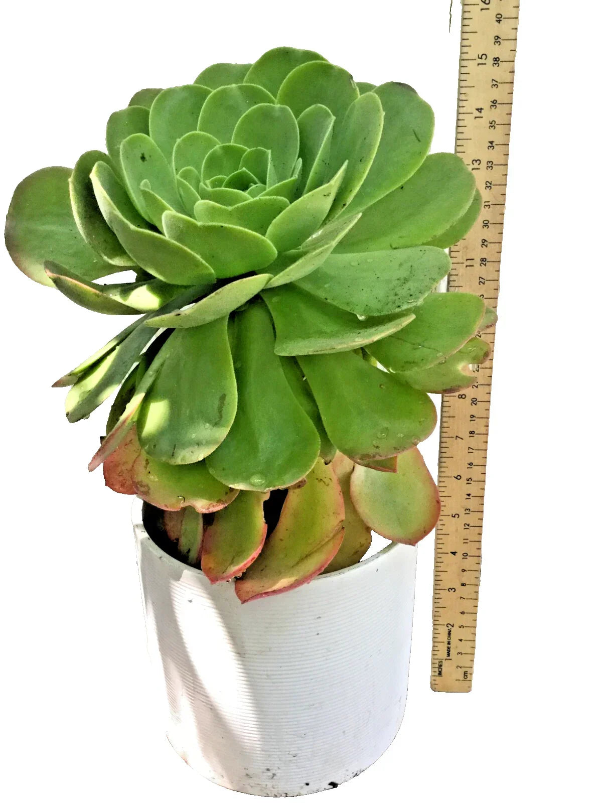 Large Rooted Aeonium Arboreum Succulent Green Rose - 15" x 6.5" - Hardy Low Maintenance Indoor/Outdoor Plant