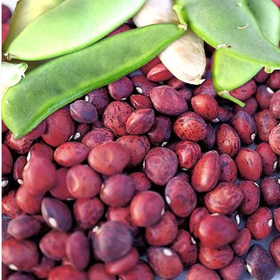 Dixie Speckled Butterpea Lima Bean Seeds - Southern Baby Variety - Phaseolus lunatus - High Germination Rate - Pack of 50 Seeds