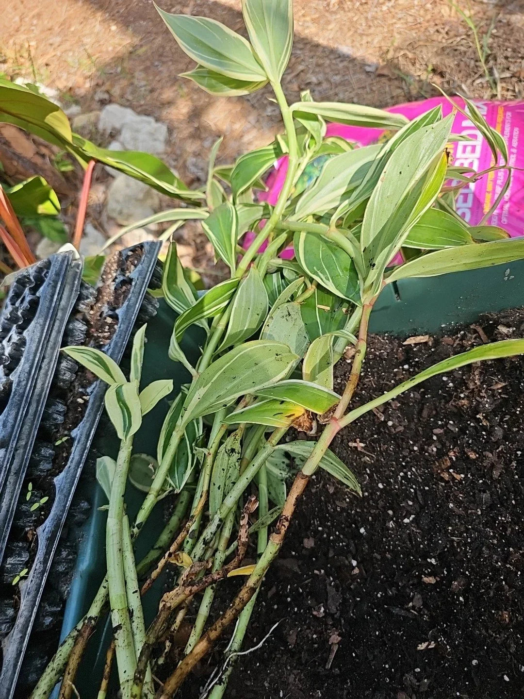 Live Potted Plant 10" Variegated Spiral Flag Ginger Costus speciosus Tropical Foliage