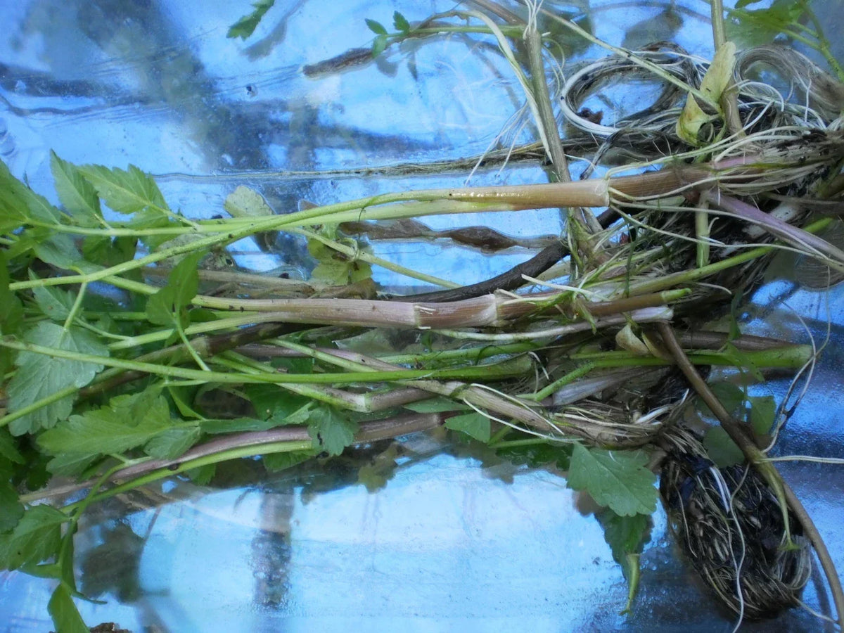 Korean Watercress Plants - 12 Bare Roots + 12 Free Minari - Nasturtium officinale - Aquatic Herb for Home Garden