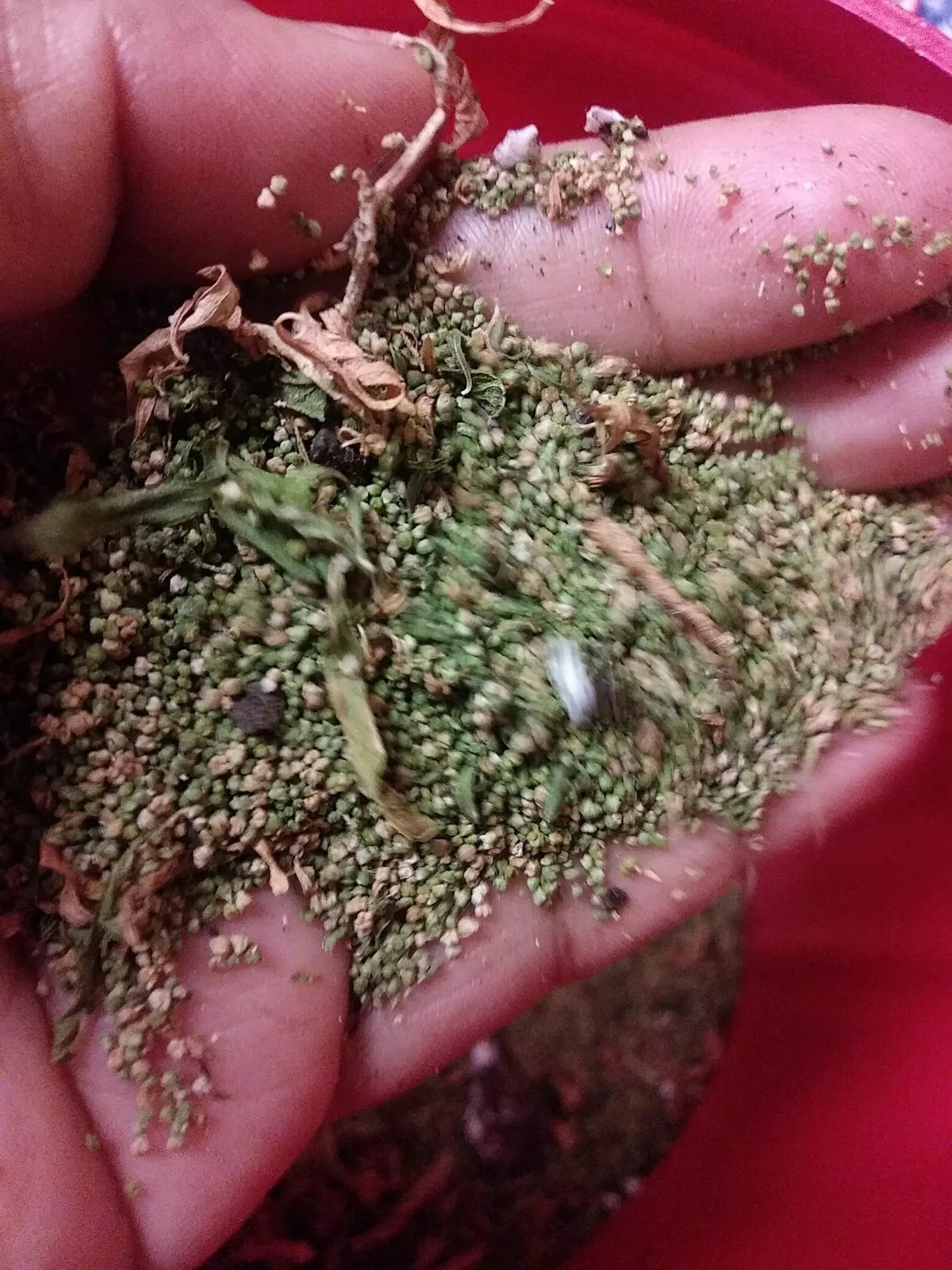 Organic Epazote Seeds 1 Gram - Chenopodium ambrosioides - Culinary Herb for Cooking - Over 5,000 Non-GMO Seeds