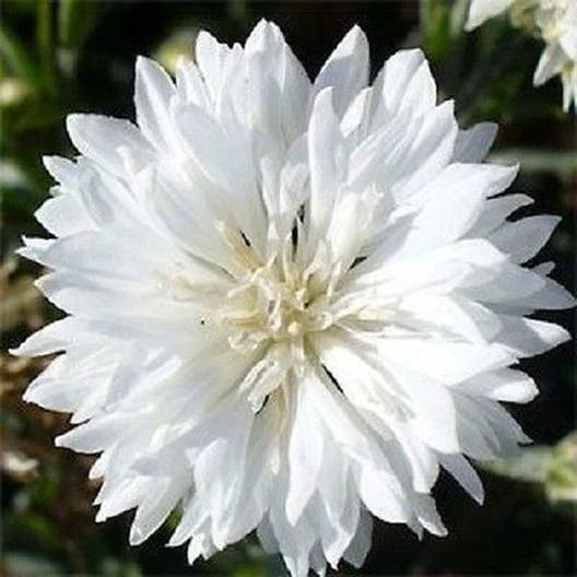 Cornflower Seeds 400 Count Tall White Heirloom Non-GMO Centaurea cyanus - Perfect for Gardens & Cut Flowers