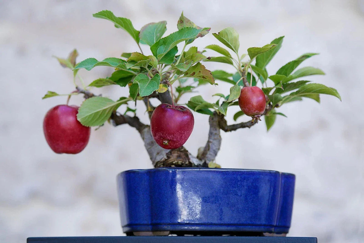 Bonsai Apple Tree Seeds - 15 Pack - Indoor Fruit - Malus domestica - Compact Miniature Apple Garden