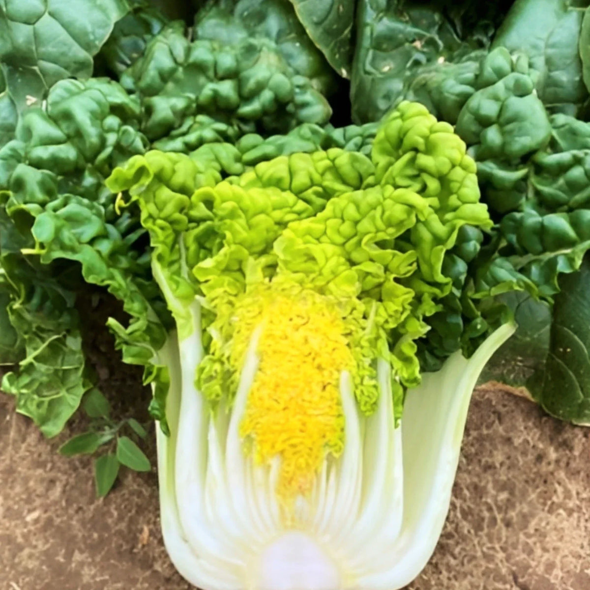 Golden Heart Bok Choy Seeds - 100 Seeds - Yellow Green Pak Choi - Brassica rapa subsp. chinensis - Ideal for 2025 Planting