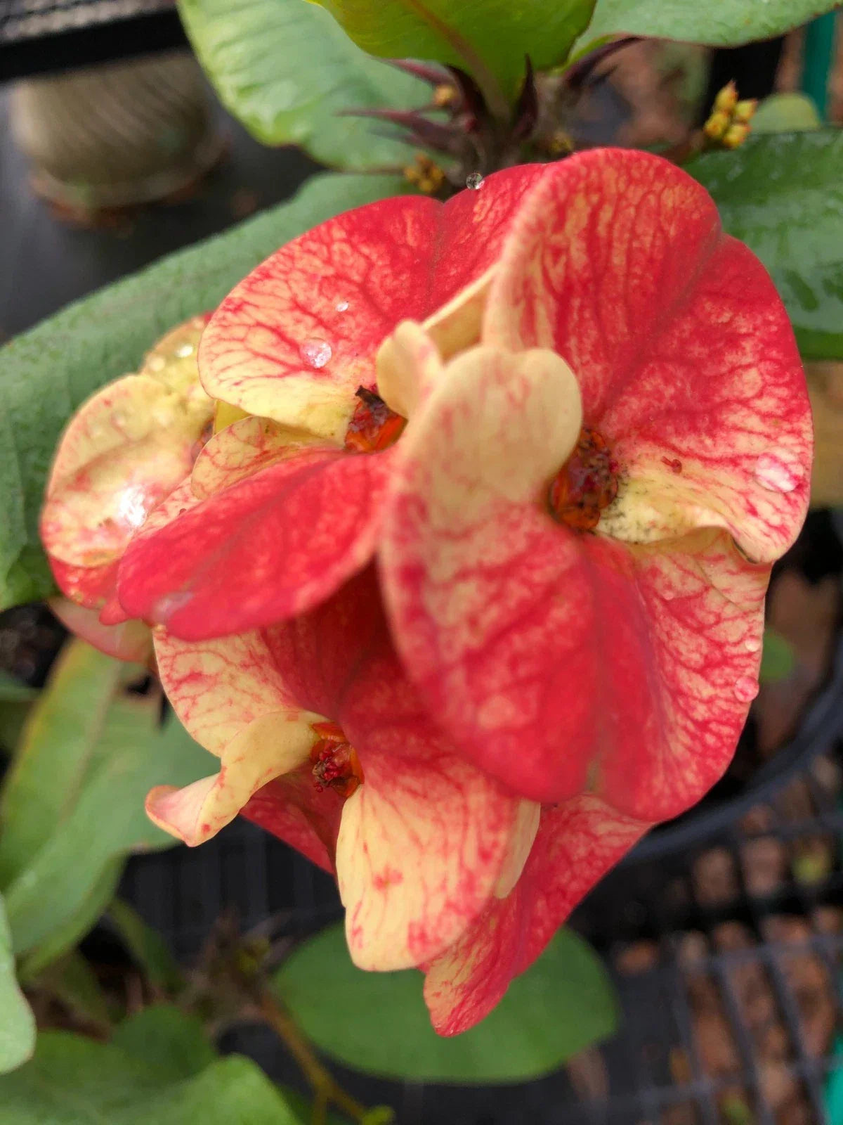 Crown of Thorns Cutting, Rooted Envy Variety, Euphorbia milii, Indoor/Outdoor Succulent, Decorative Greenery, Low Maintenance
