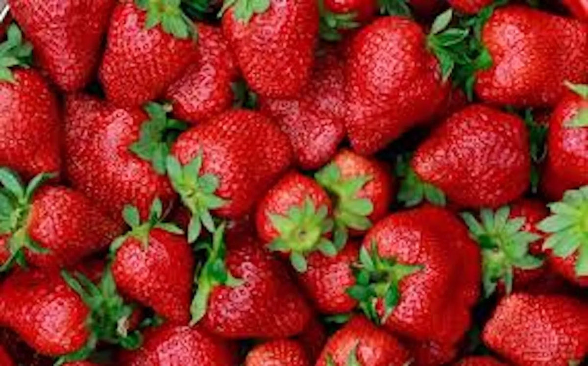 20 Strawberry Plants Bare Root Tennessee Beauty Junebearing Fragaria × ananassa High Yield Sweet Berries