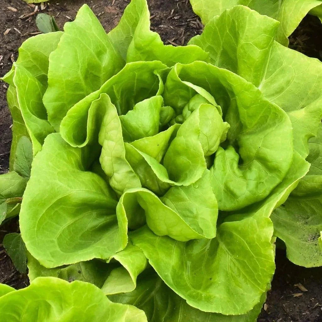Buttercrunch Lettuce Seeds - Organic Non-GMO Heirloom - Lactuca sativa - Easy to Grow for Home Gardens
