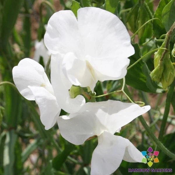 Swan Lake Sweet Pea Seeds - 50+ Count - Lathyrus odoratus - Fragrant Perennial Garden Flower Seeds - Non-GMO, USA