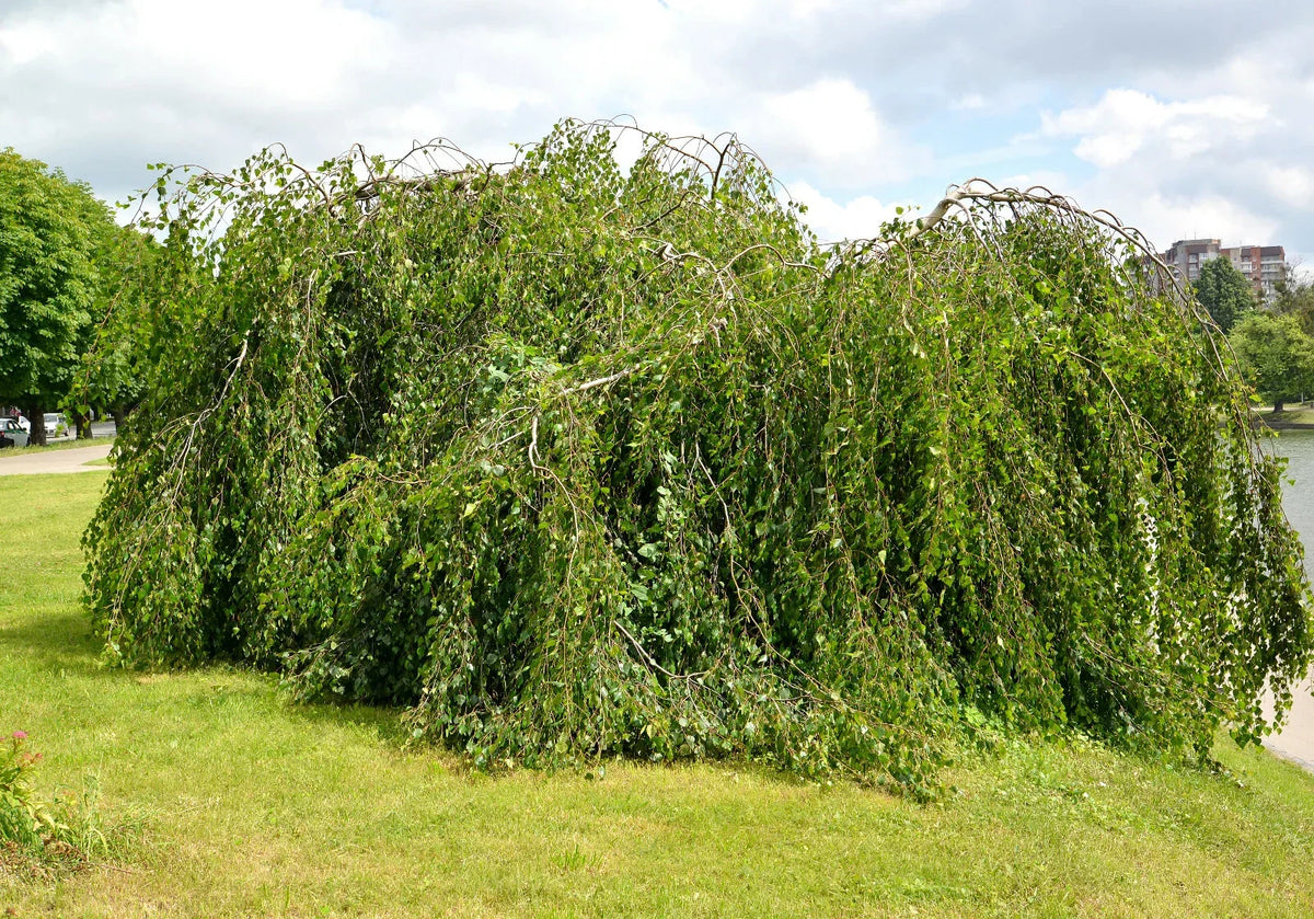 Weeping Birch Seeds 1000 Bulk, Betula Pendula, Drought Tolerant, Hardy, Bonsai Tree Seeds, Long Flowing Branches