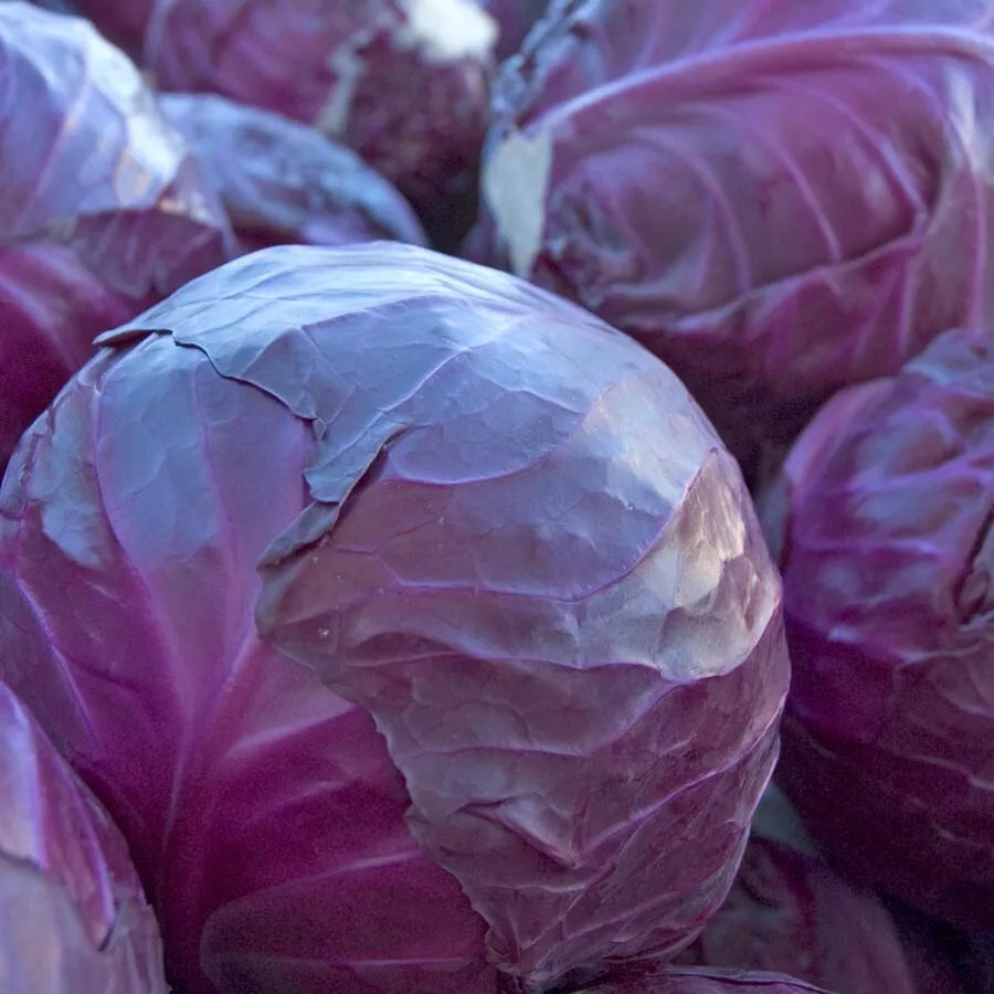 Red Acre Cabbage Seeds - 1000+ Heirloom, Non-GMO, Brassica oleracea - Ideal for Home Gardening and Culinary Use