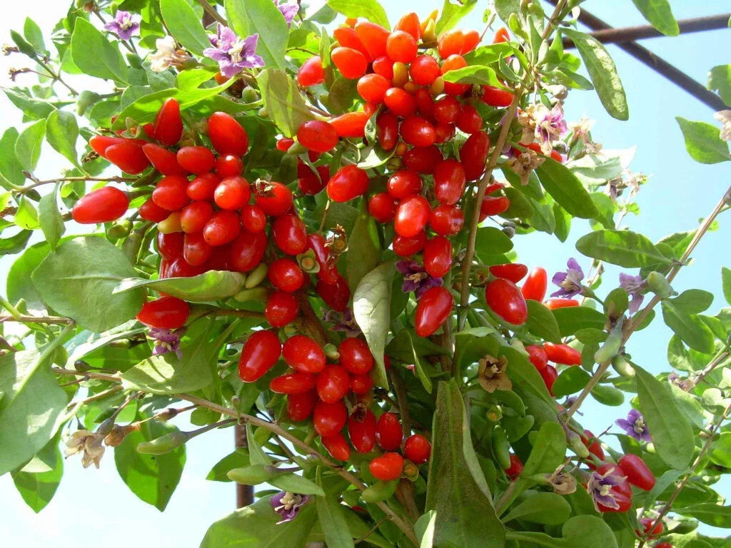 Goji Berry Cuttings - 5 Fresh ANNY Variety Rooting Cuttings - Lycium barbarum - Extra Fertile for Home Gardens