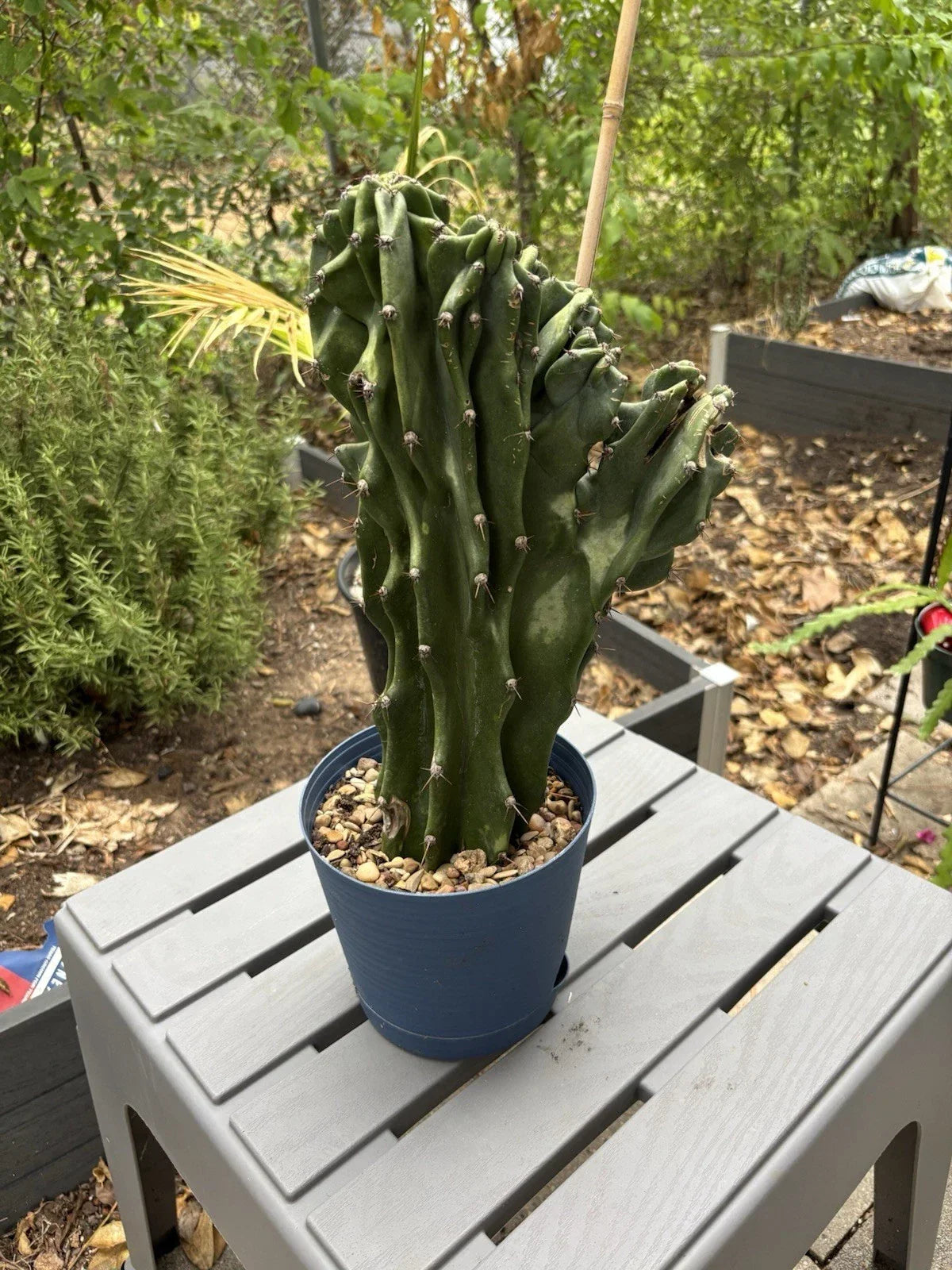 Large Live Monstrose Peruvian Apple Cactus | Cereus peruvianus | Unique Columnar Growth | Texas Grown