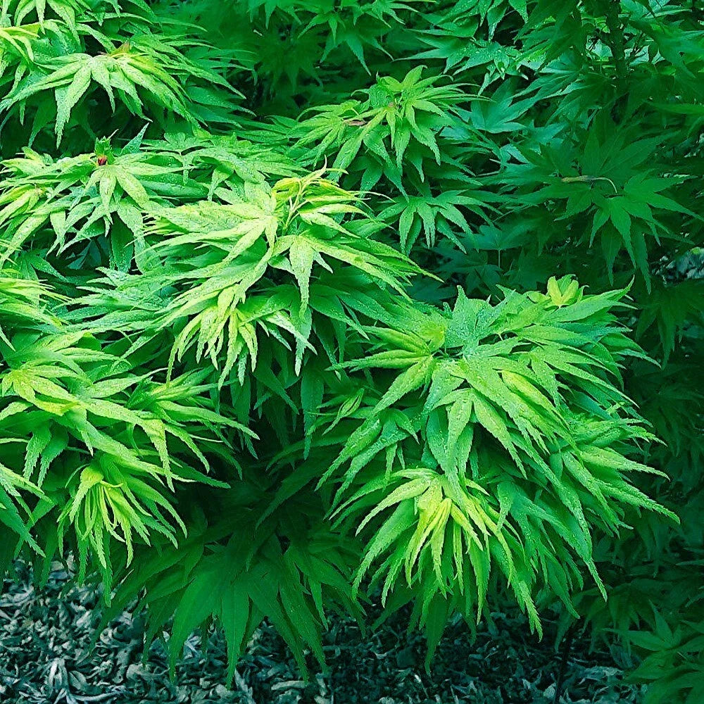 Dwarf Japanese Maple Tree Seeds - 10 Pack, Mikawa Yatsubusa Variety, Acer palmatum 'Mikawa yatsubusa', Ideal for Bonsai
